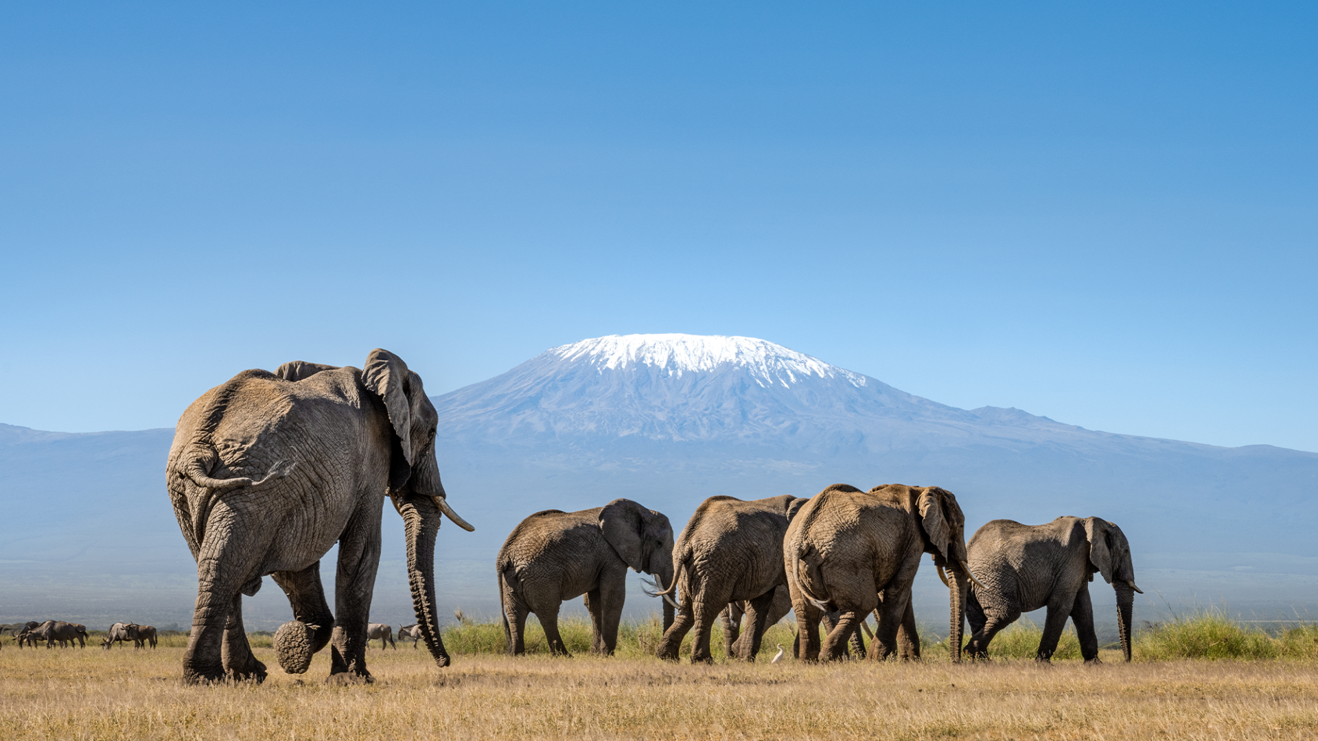 Amboseli 3